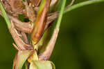 River bulrush